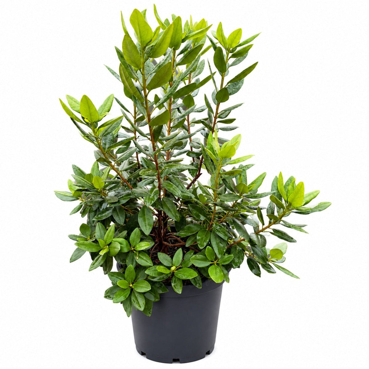PJM Elite Rhododendron - Cheeky Garden