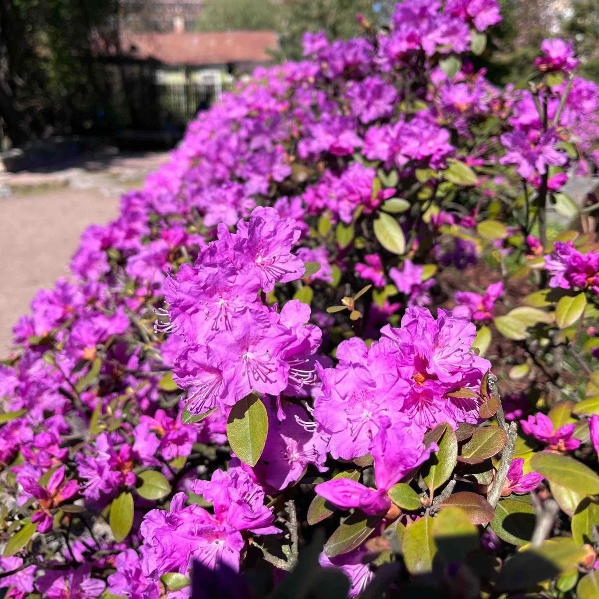 PJM Elite Rhododendron - Cheeky Garden