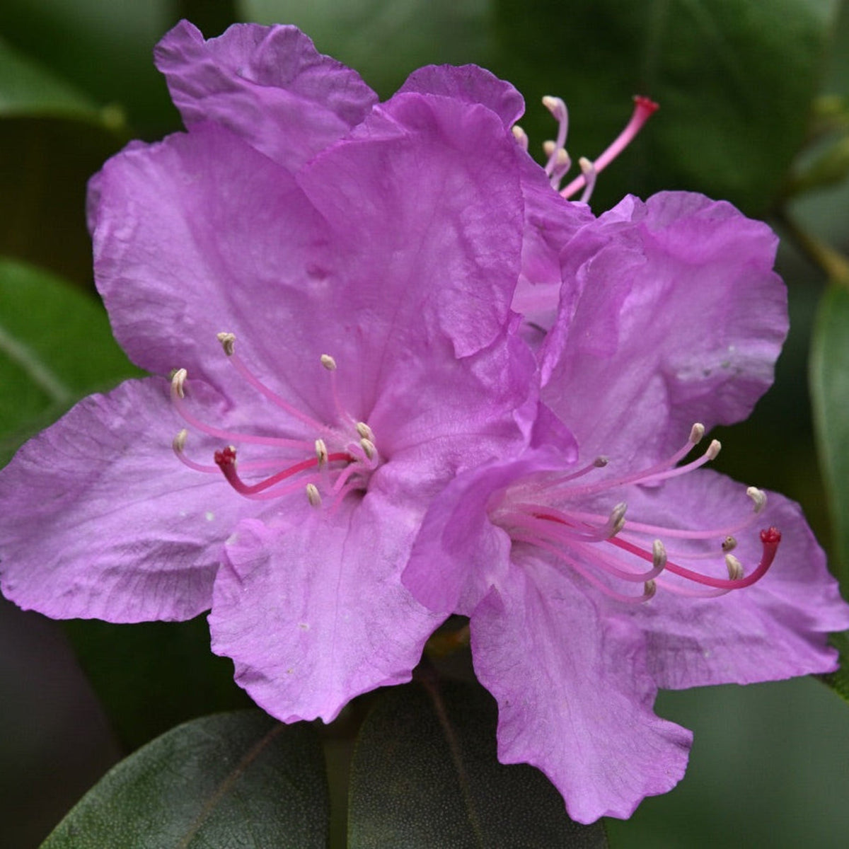 PJM Rhododendron - Cheeky Garden