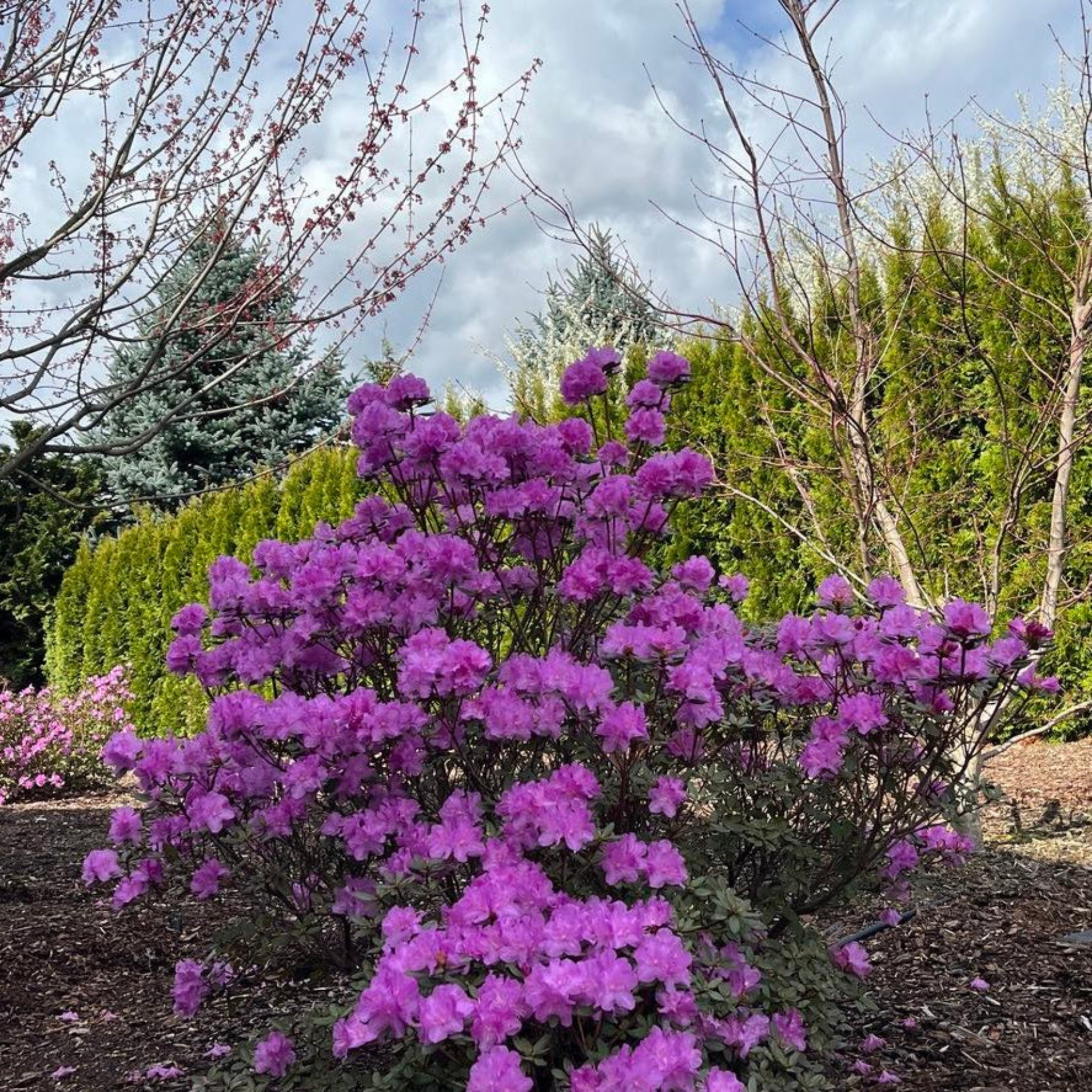 PJM Rhododendron - Cheeky Garden