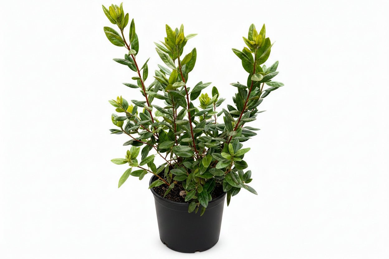 PJM Rhododendron - Cheeky Garden