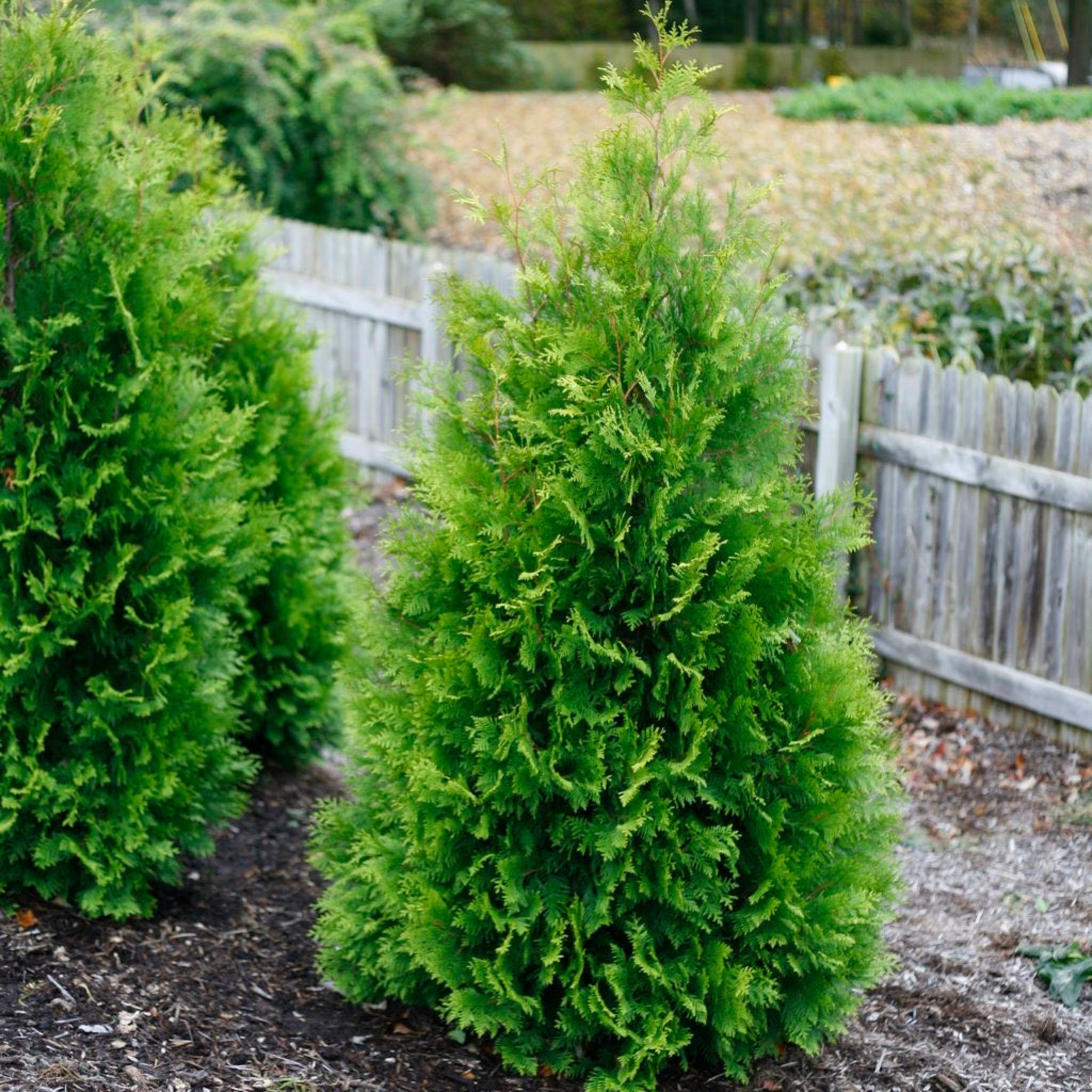 Polar Gold® Arborvitae