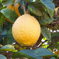 Ponderosa Lemon Tree - Cheeky Garden