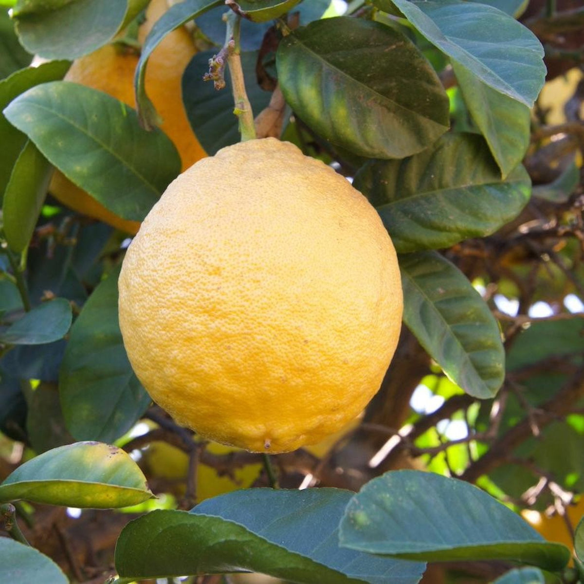 Ponderosa Lemon Tree - Cheeky Garden