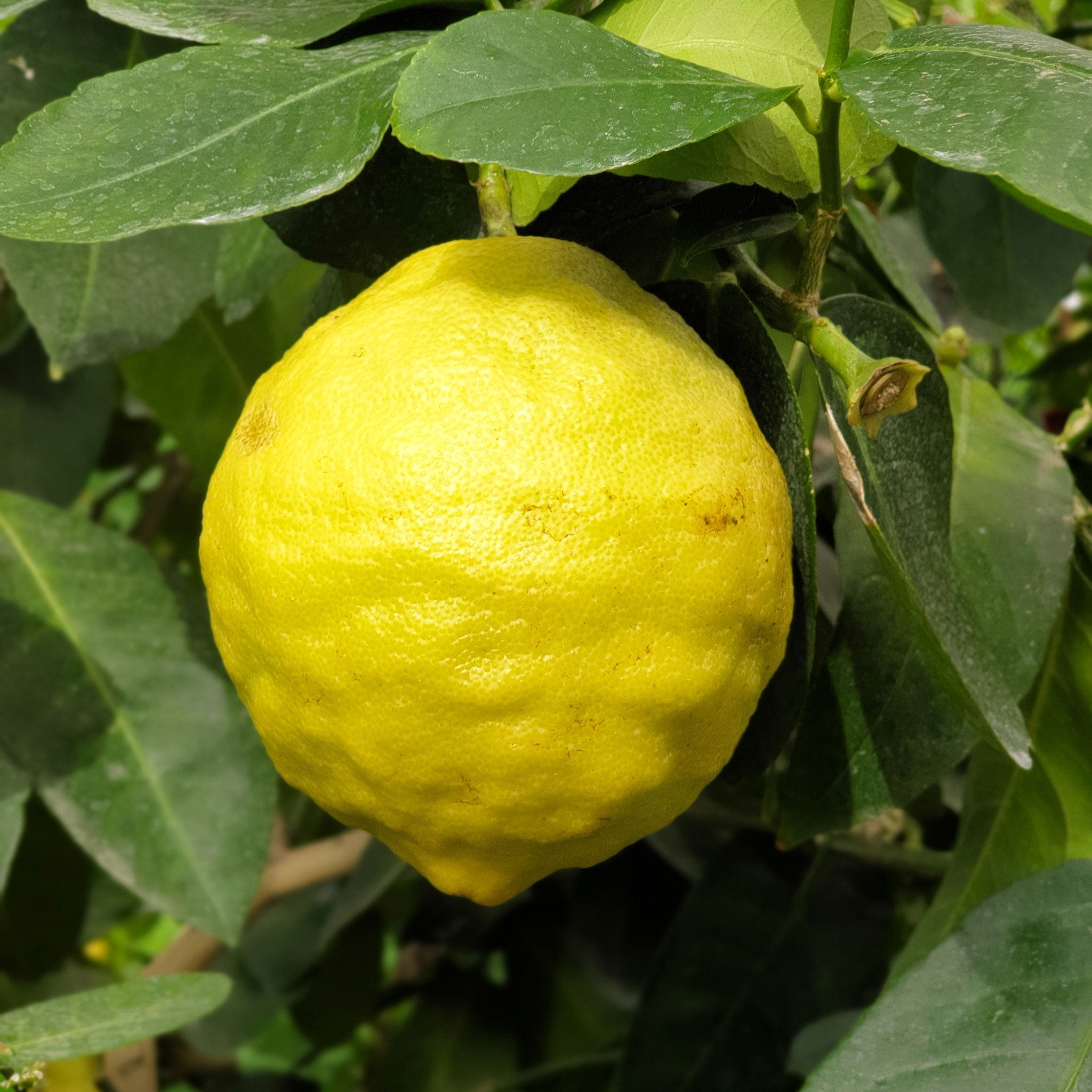 Ponderosa Lemon Tree - Cheeky Garden
