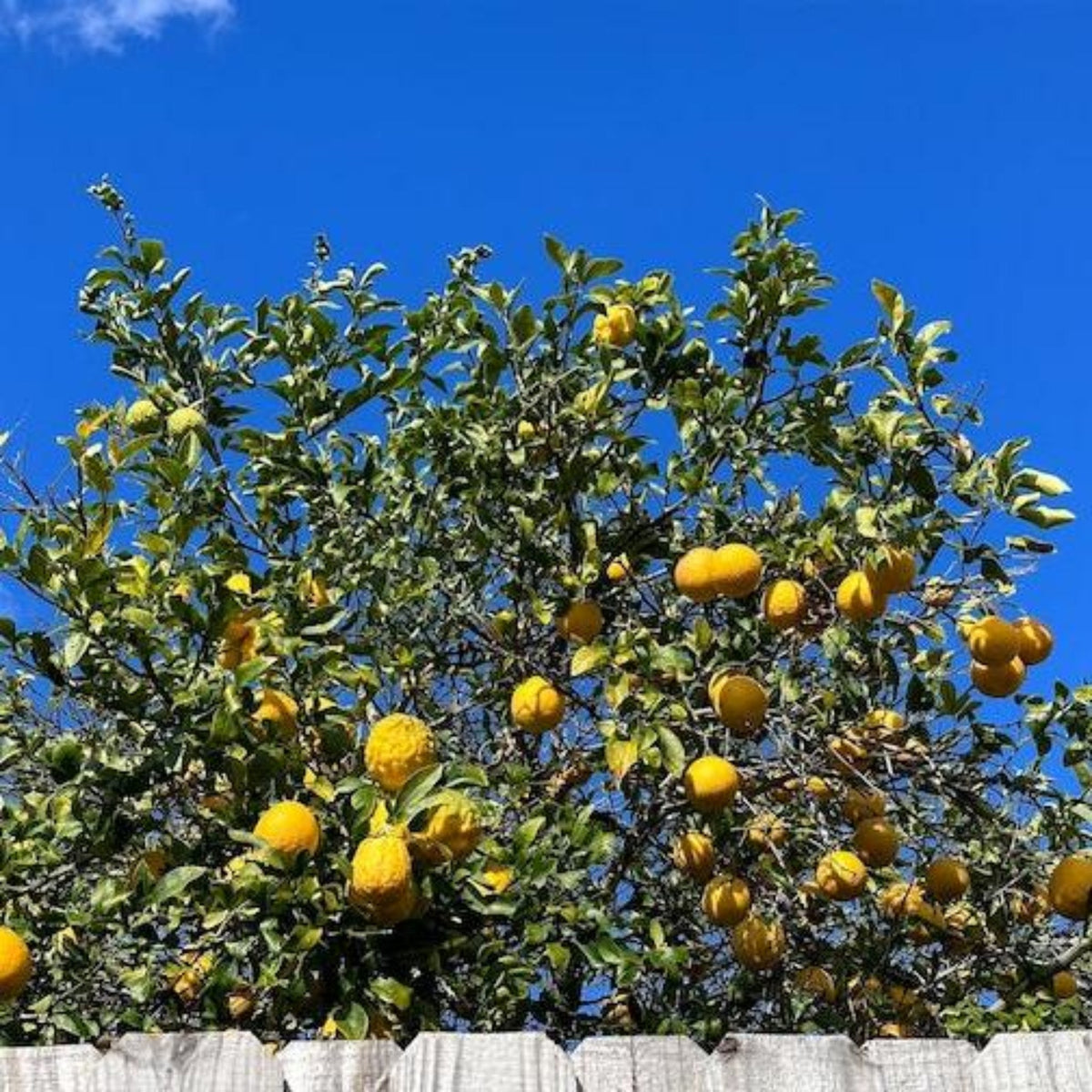 Ponderosa Lemon Tree - Cheeky Garden