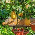 Ponderosa Lemon Tree - Cheeky Garden