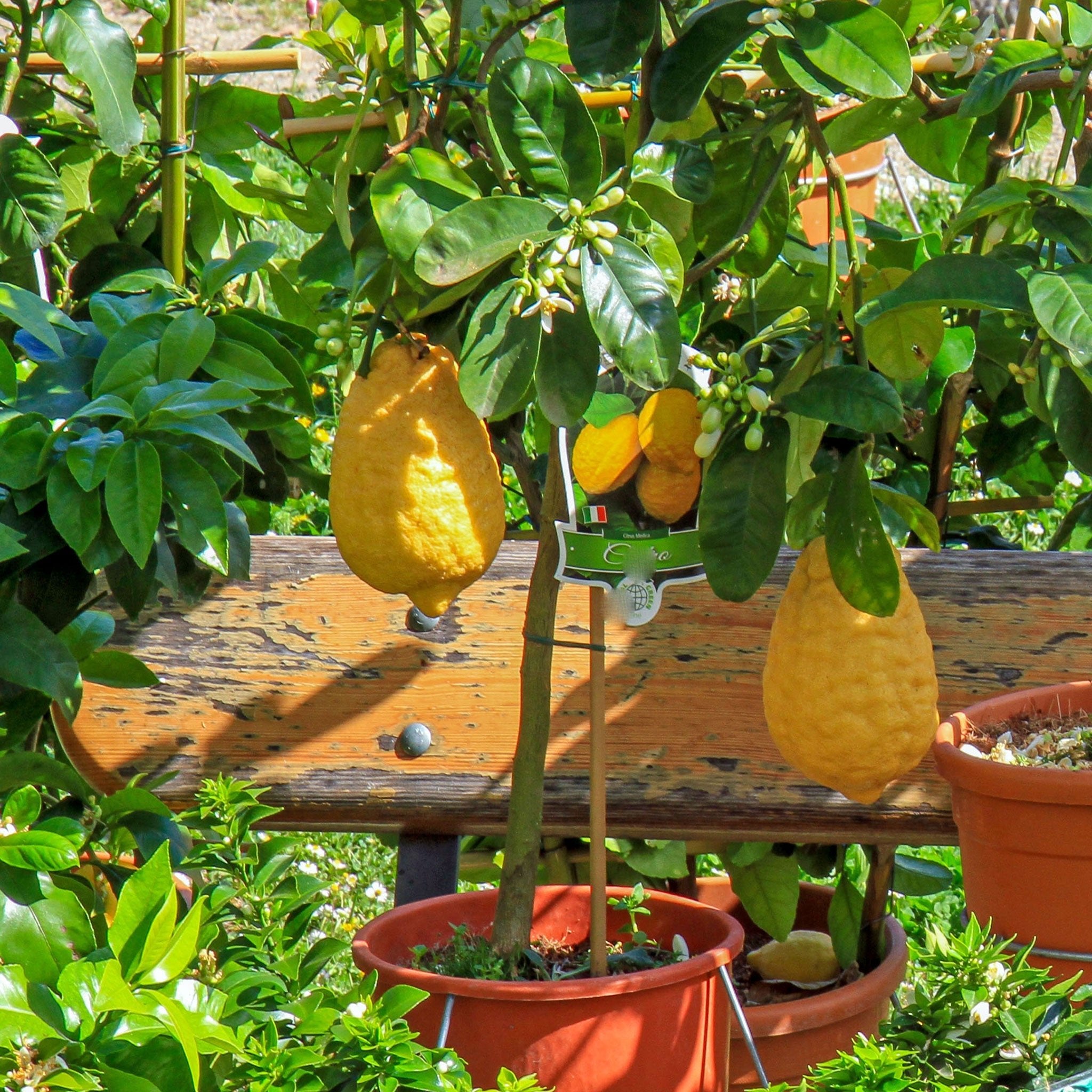Ponderosa Lemon Tree - Cheeky Garden