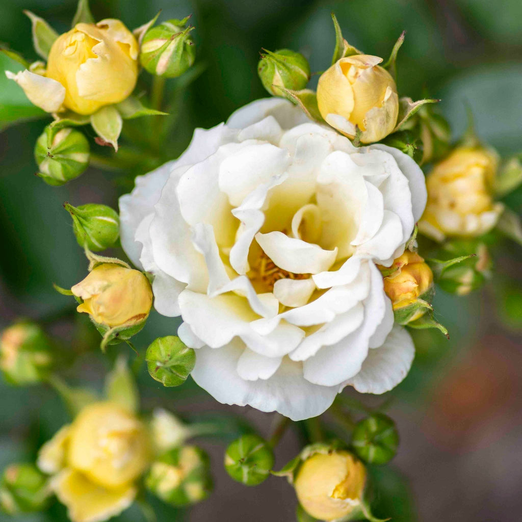 Popcorn Drift® Rose - Cheeky Garden