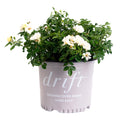 Popcorn Drift® Rose - Cheeky Garden