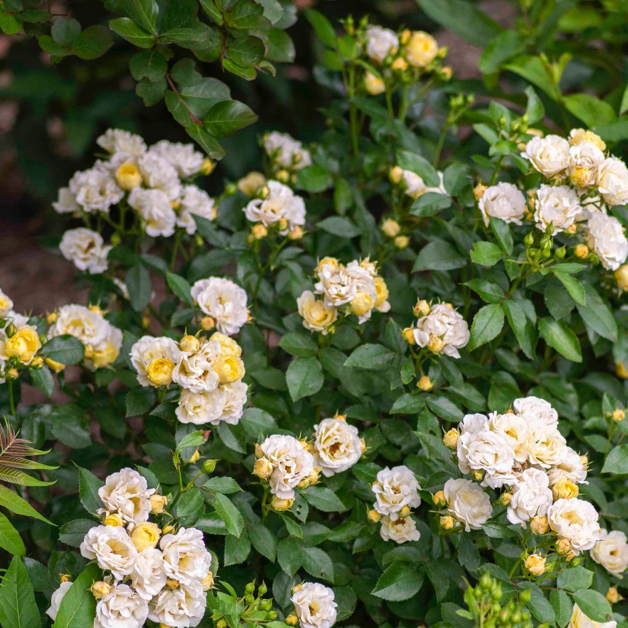 Popcorn Drift® Rose - Cheeky Garden