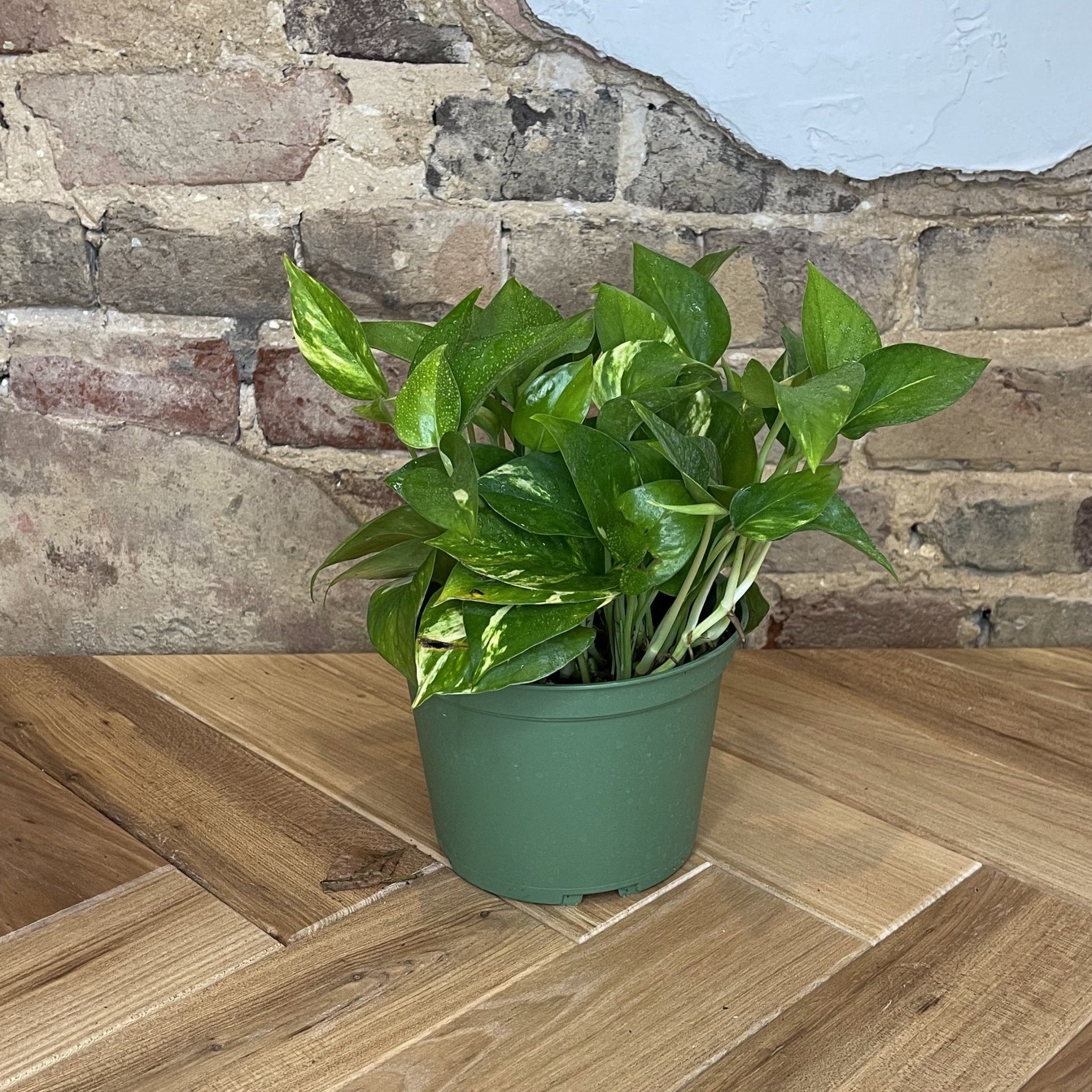 Pothos 'Golden' - Cheeky Garden