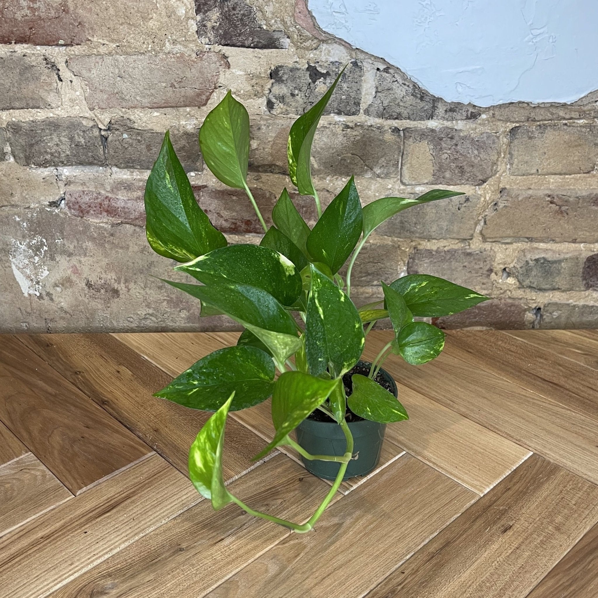 Pothos 'Golden' - Cheeky Garden