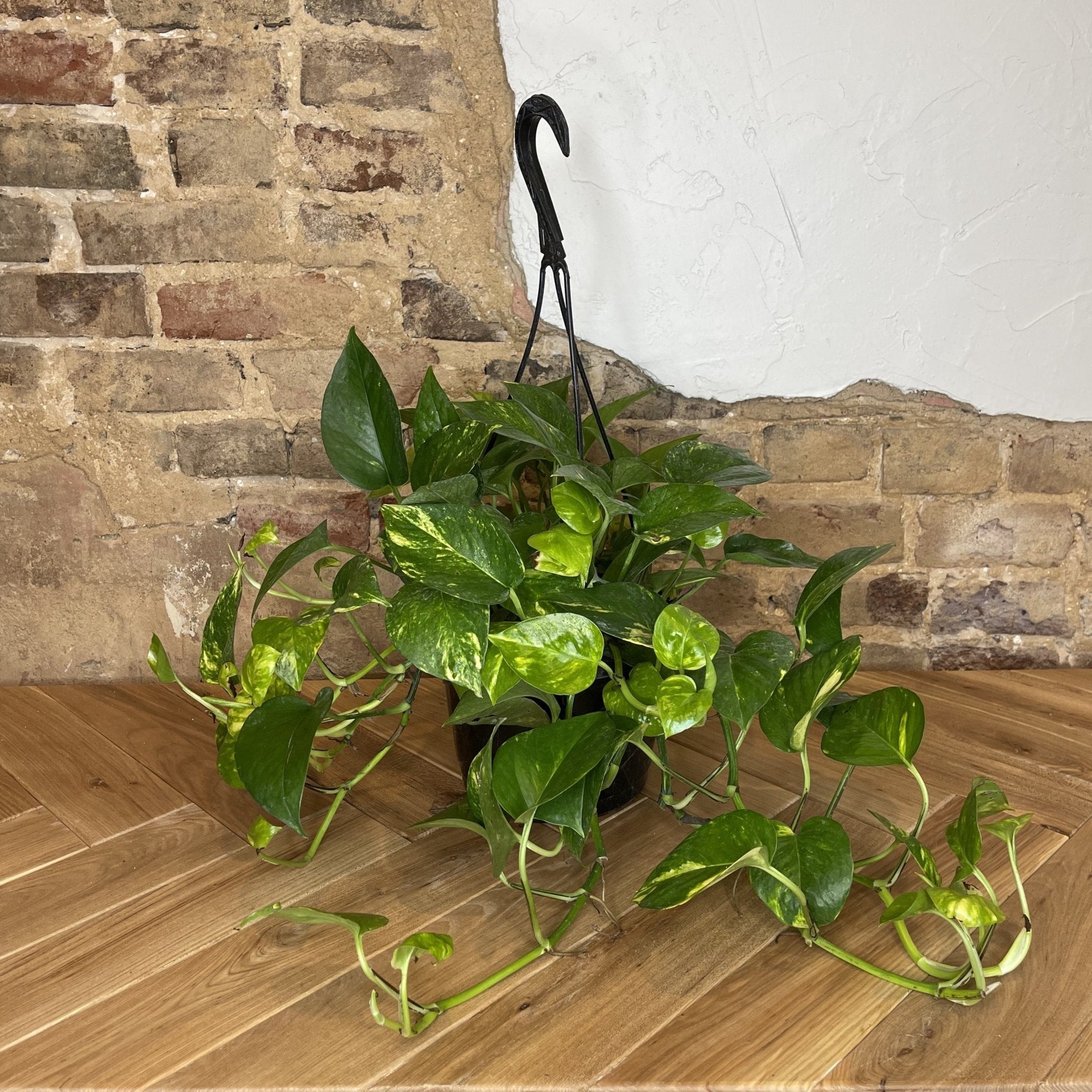 Pothos 'Golden' - Cheeky Garden