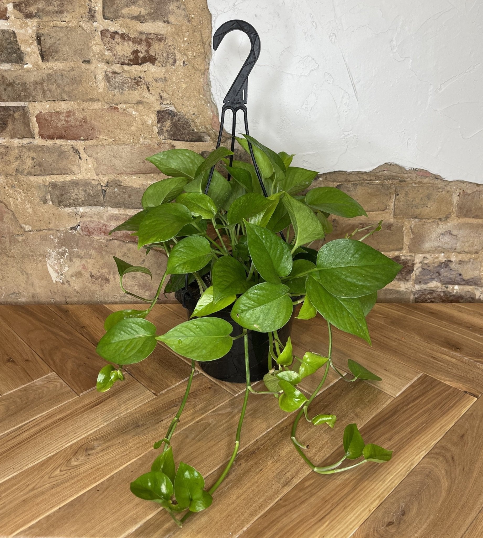 Pothos 'Jade' - Cheeky Garden
