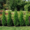 Private Jet™ Arborvitae - Cheeky Garden