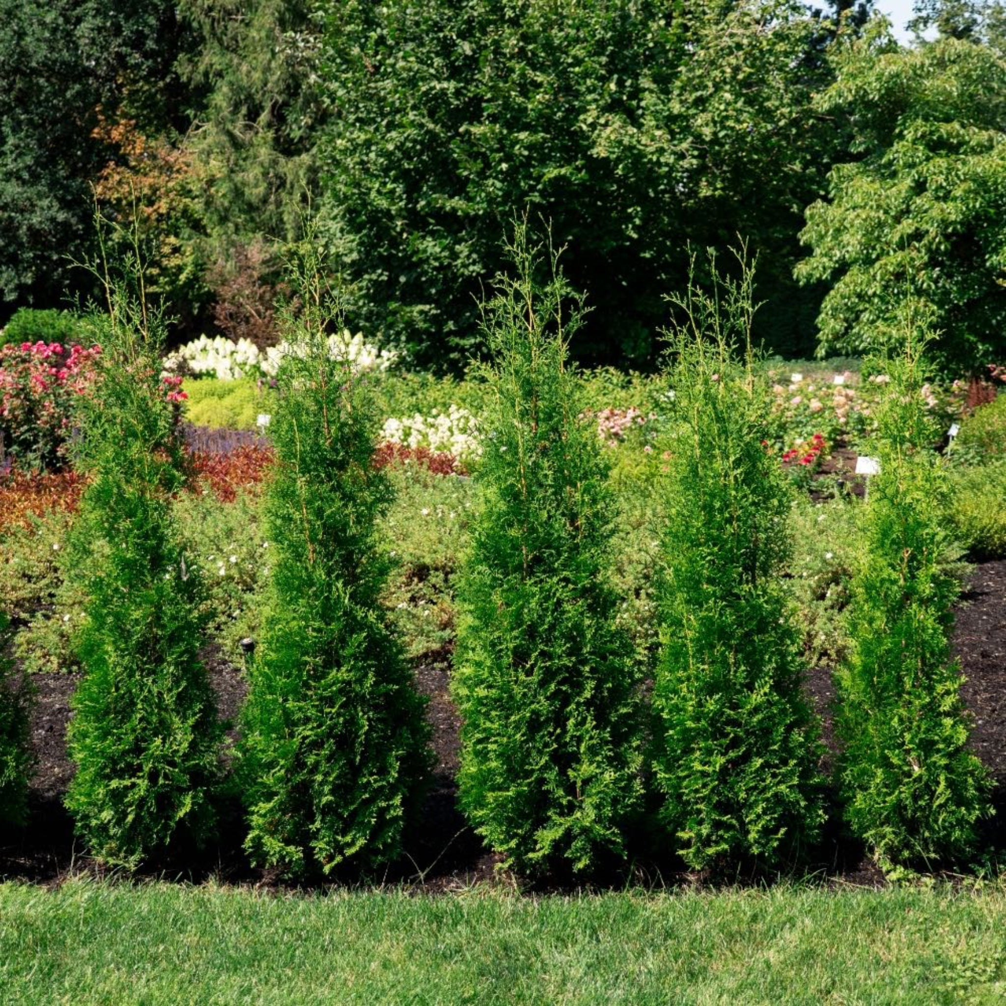Private Jet™ Arborvitae - Cheeky Garden