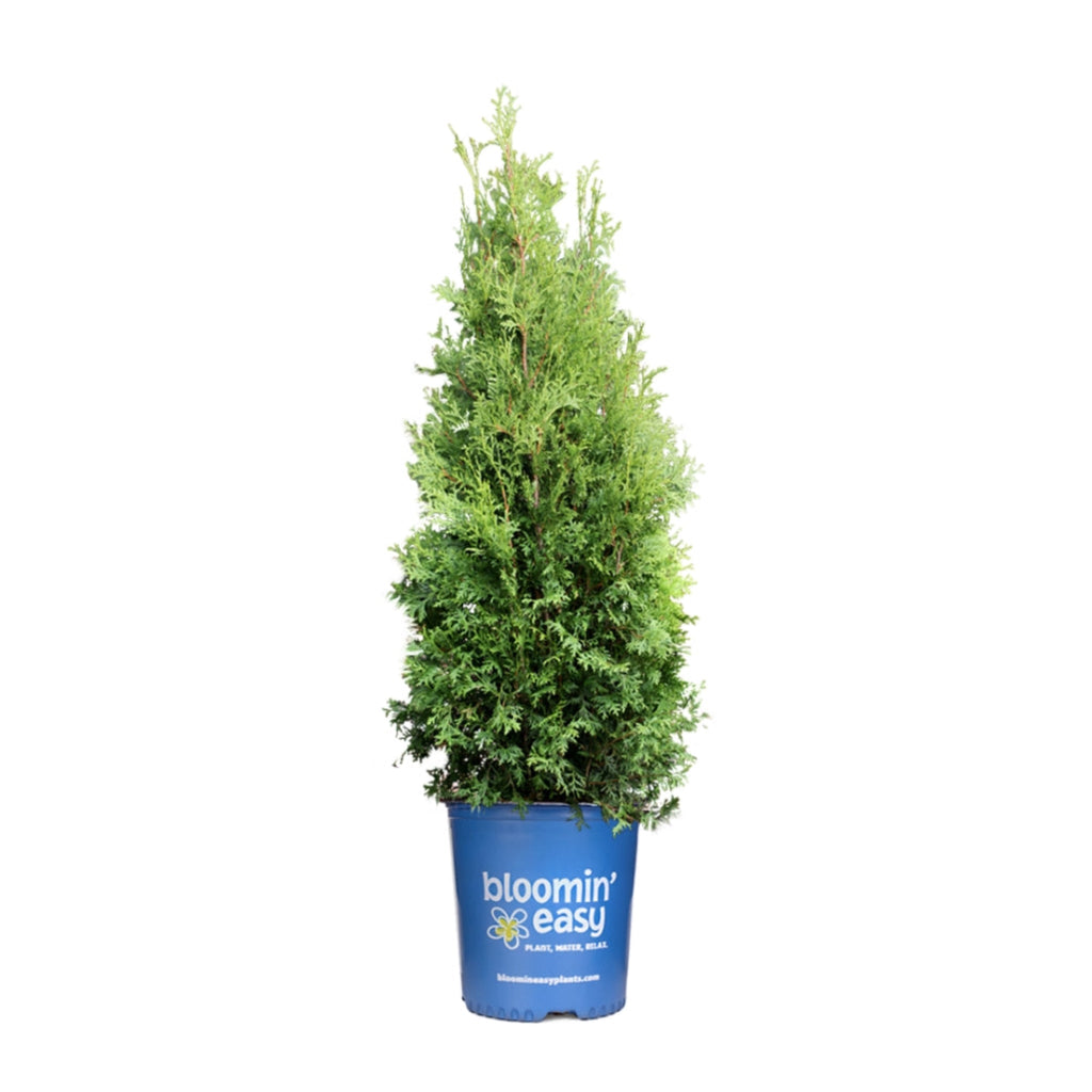 Private Jet™ Arborvitae - Cheeky Garden