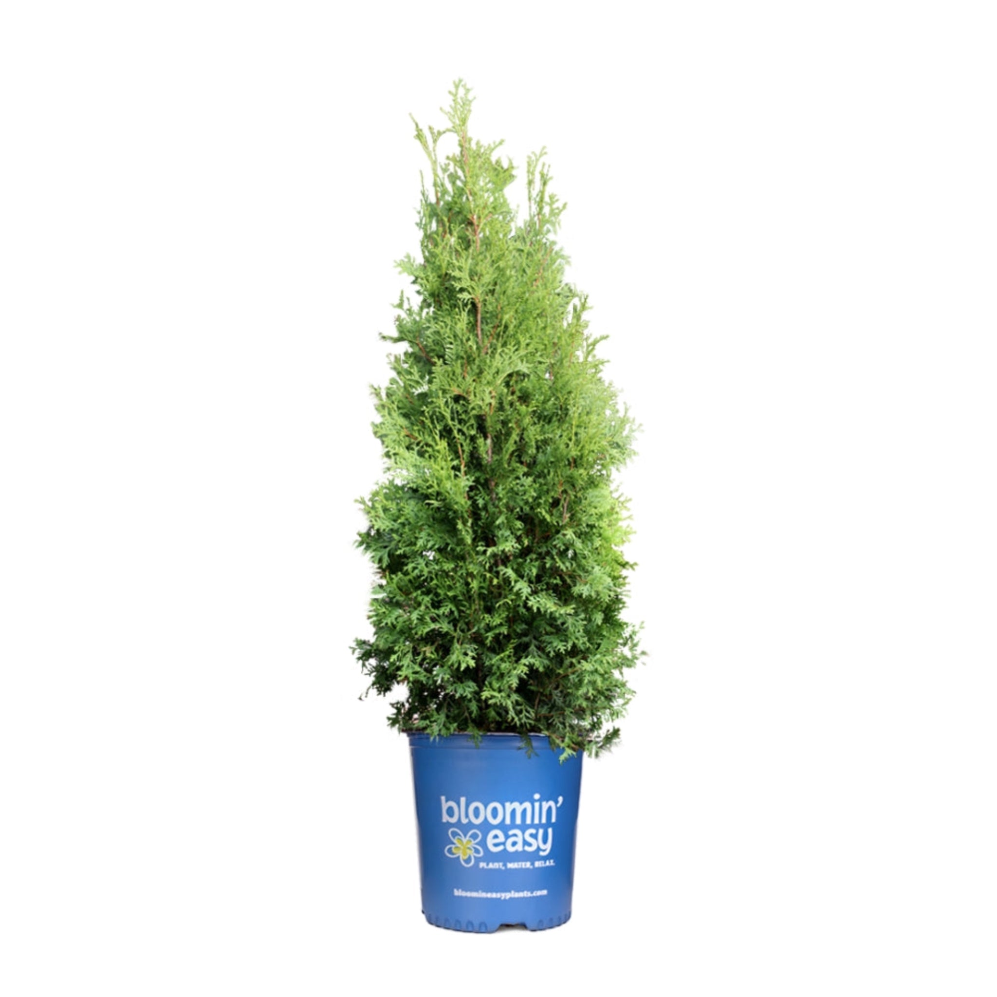 Private Jet™ Arborvitae - Cheeky Garden