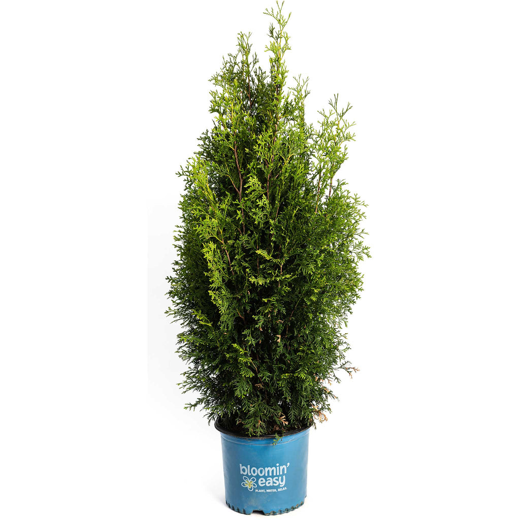 Private Jet™ Arborvitae - Cheeky Garden