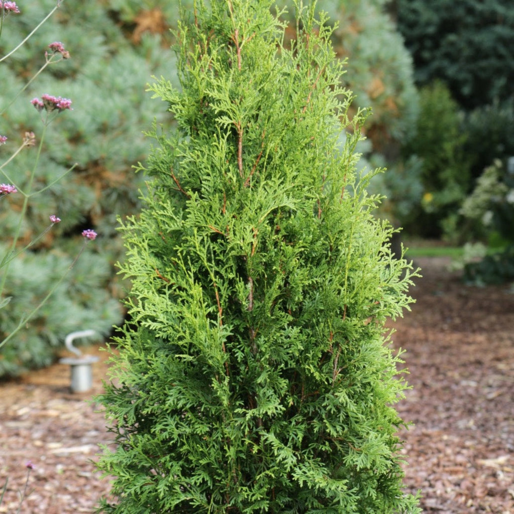 Private Jet™ Arborvitae - Cheeky Garden