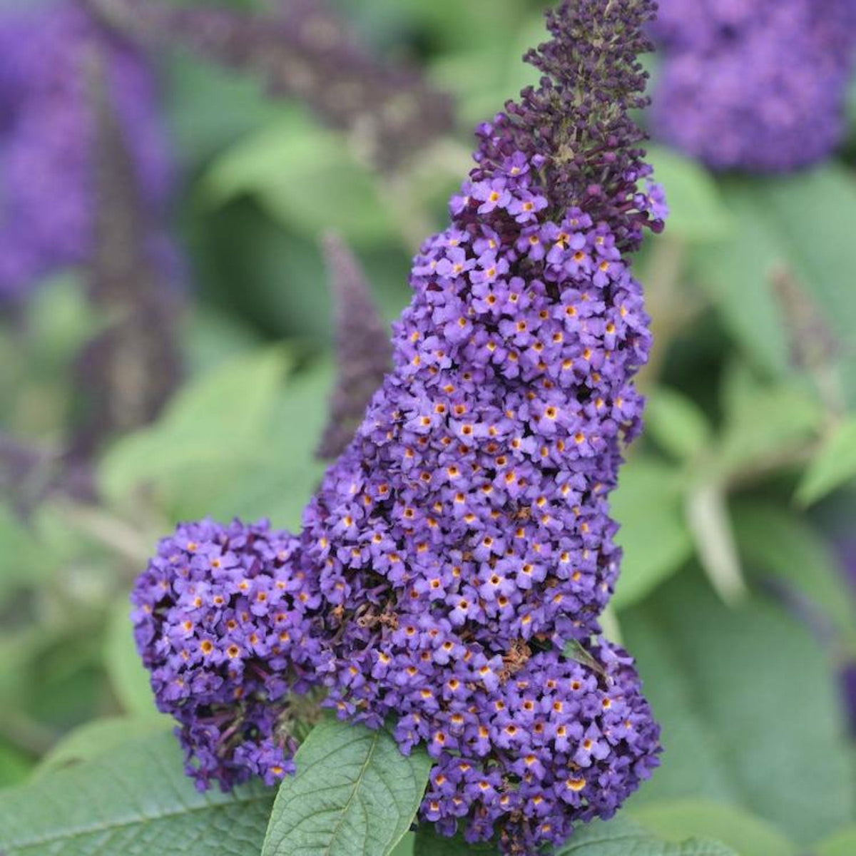Pugster Blue® Butterfly Bush - Cheeky Garden