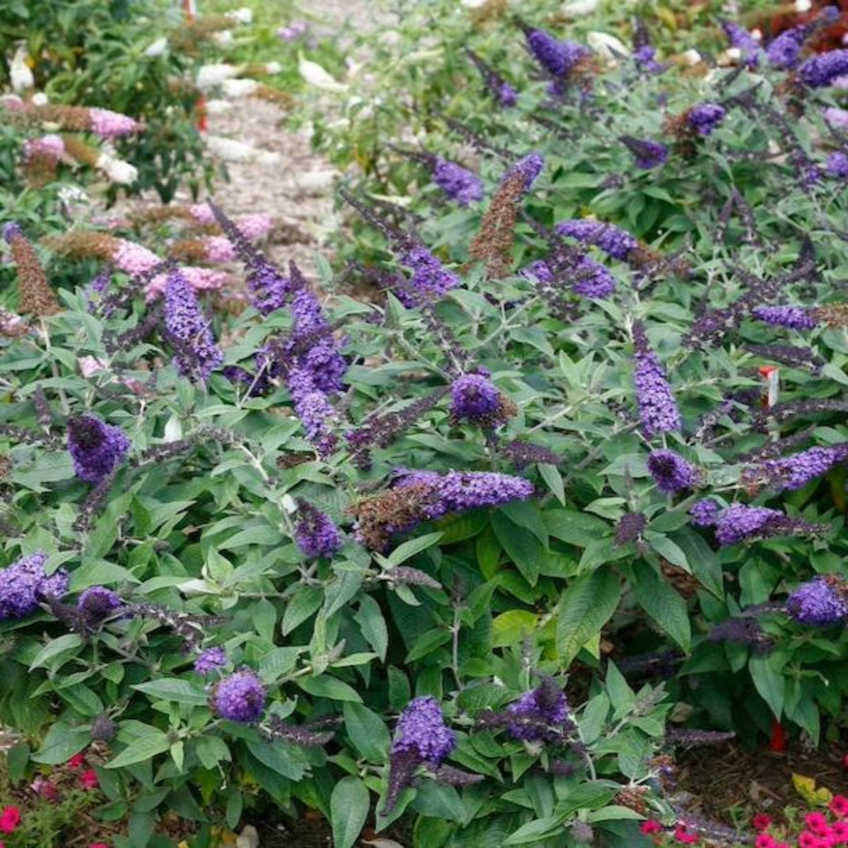 Pugster Blue® Butterfly Bush - Cheeky Garden
