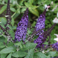 Pugster Blue® Butterfly Bush - Cheeky Garden