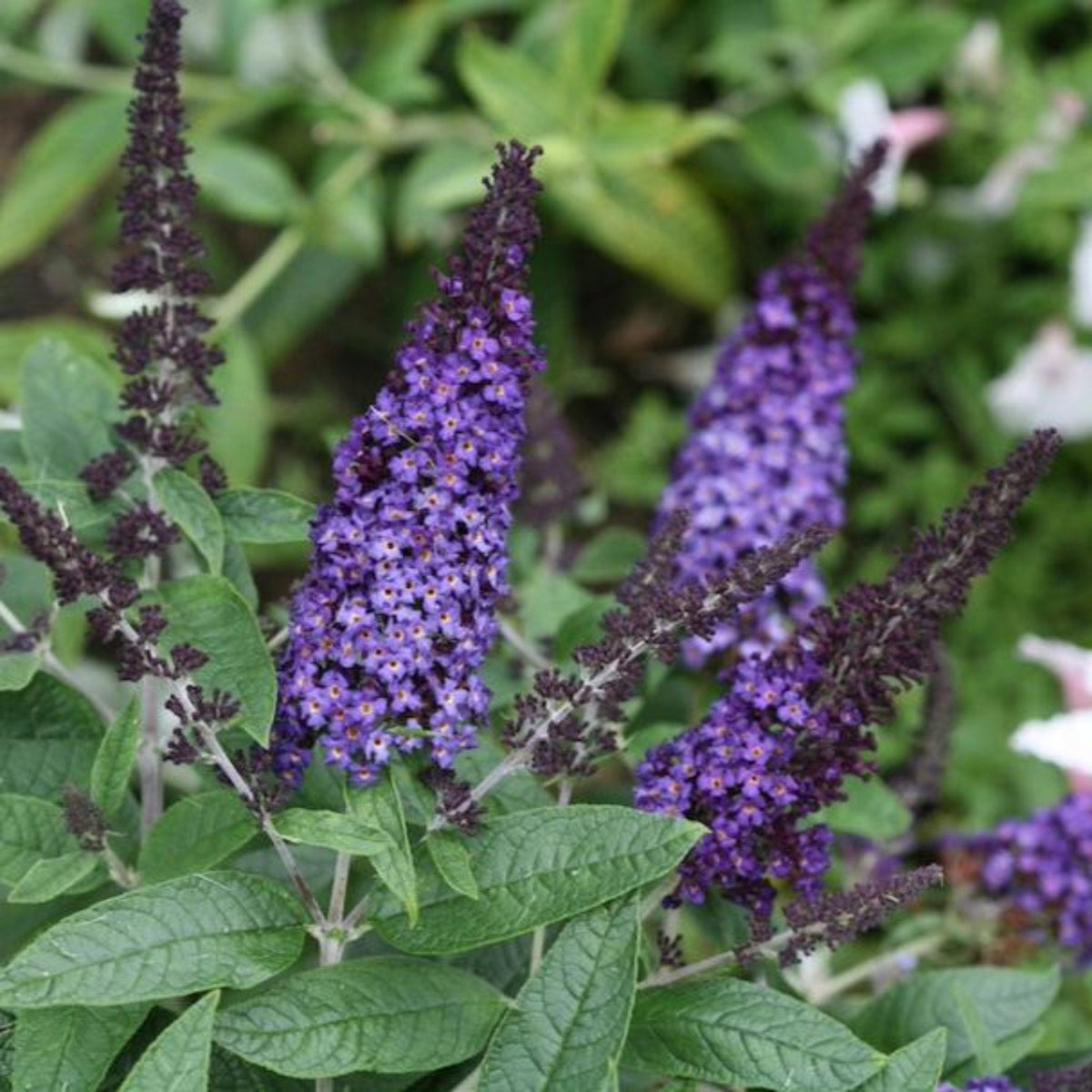 Pugster Blue® Butterfly Bush - Cheeky Garden