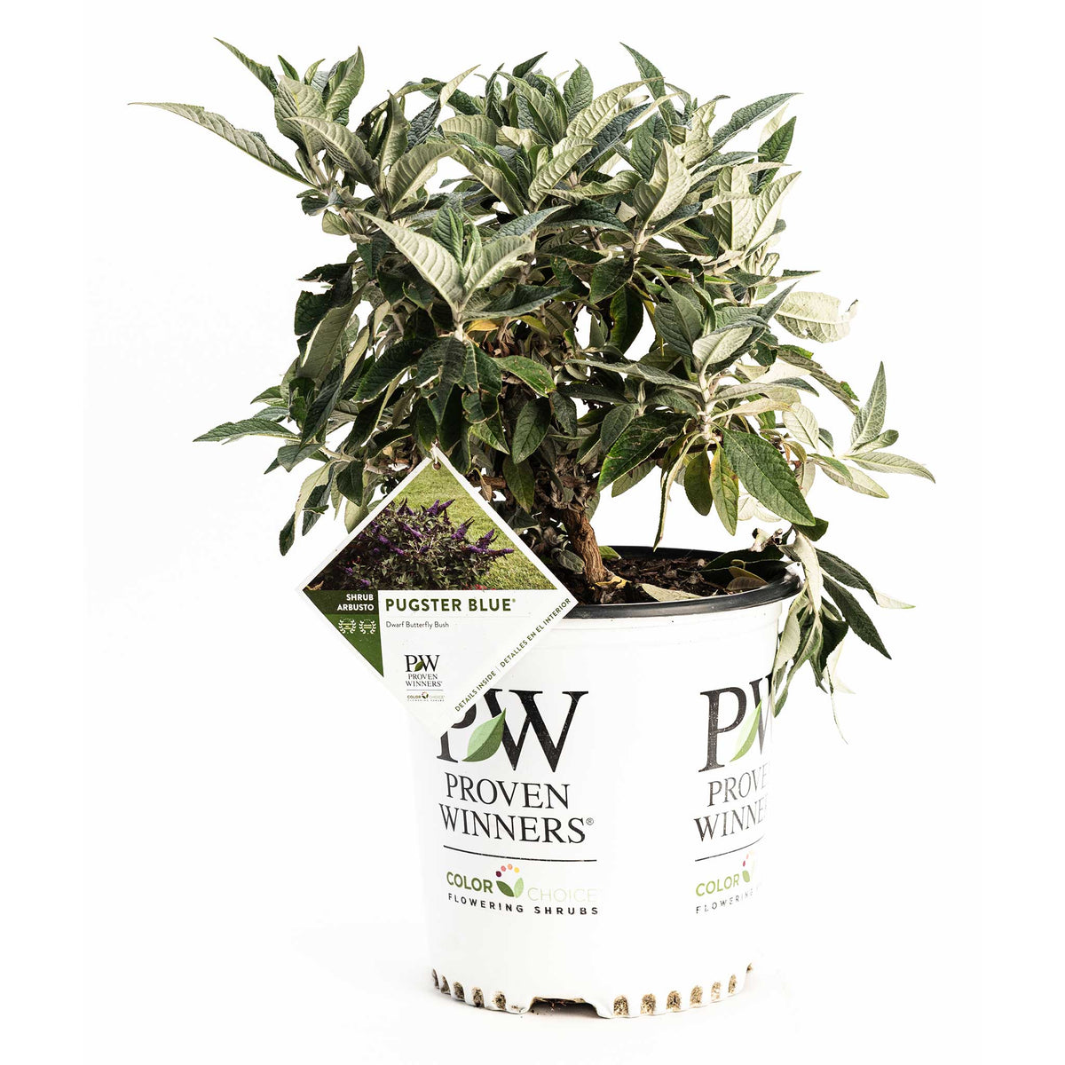 Pugster Blue® Butterfly Bush - Cheeky Garden