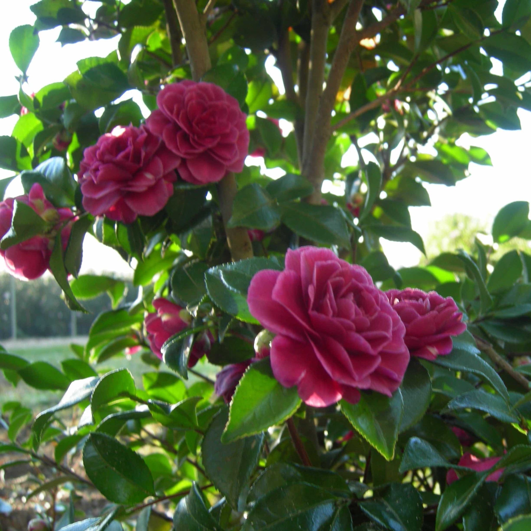 Purple Haze Camellia - Cheeky Garden