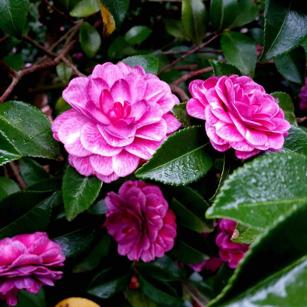 Purple Haze Camellia - Cheeky Garden