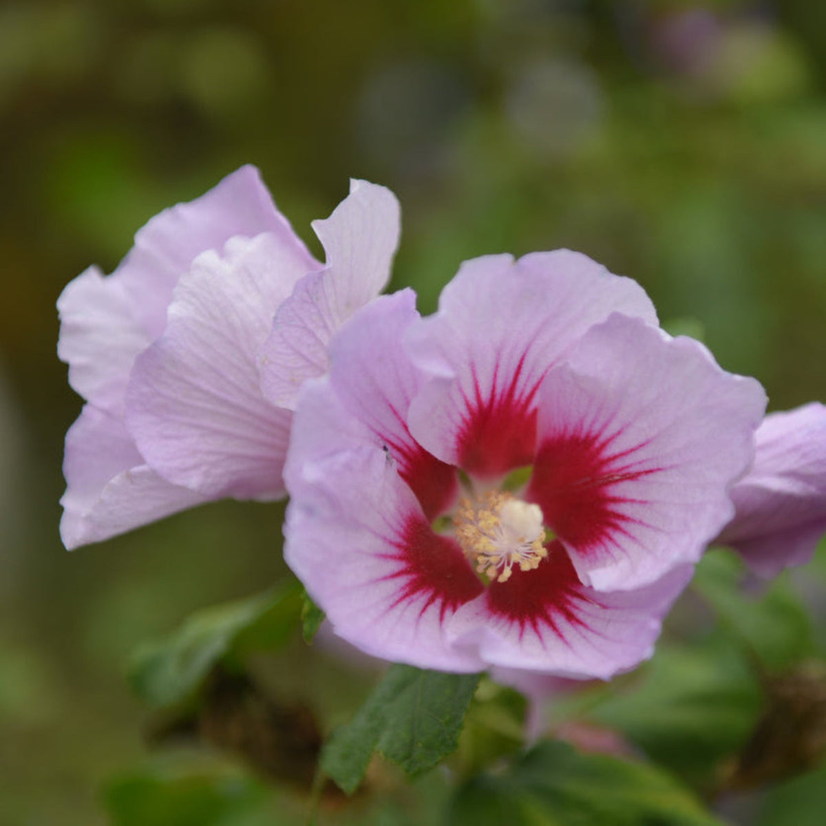 Purple Pillar® Rose of Sharon - Cheeky Garden