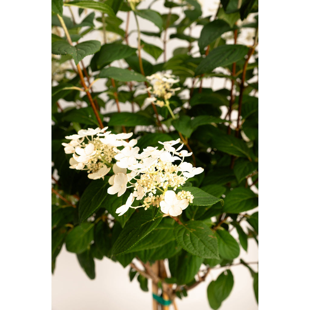 Quick Fire® Hydrangea Tree - Cheeky Garden
