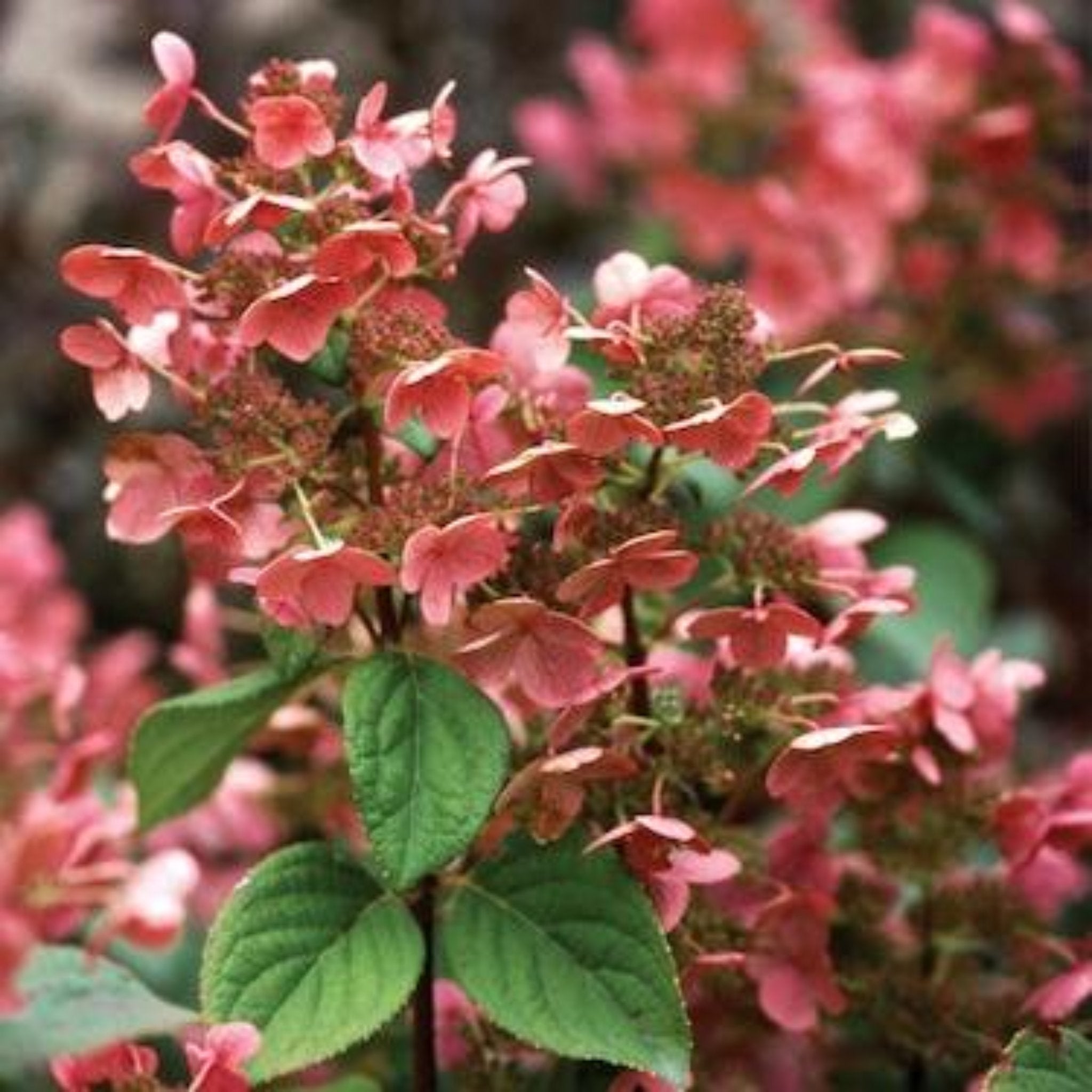 Quick Fire® Hydrangea Tree - Cheeky Garden