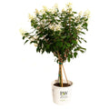 Quick Fire® Hydrangea Tree - Cheeky Garden