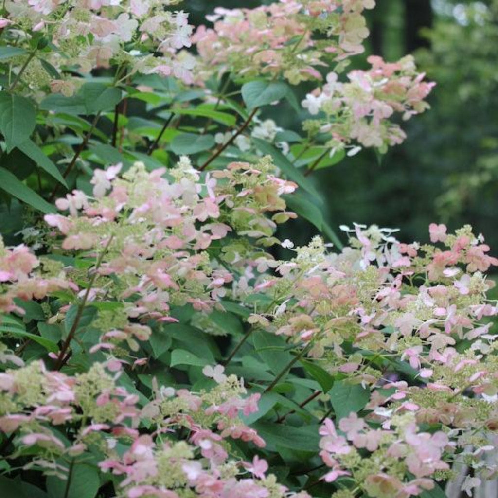 Quick Fire® Hydrangea Tree - Cheeky Garden