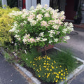 Quick Fire® Hydrangea Tree - Cheeky Garden