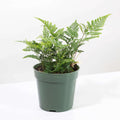 Rabbit Foot Fern - Cheeky Garden