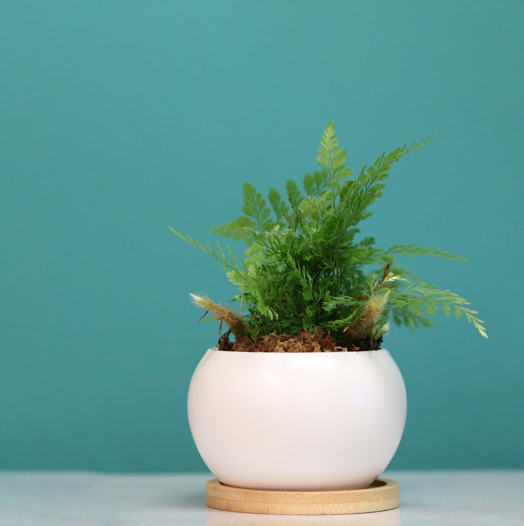 Rabbit Foot Fern - Cheeky Garden