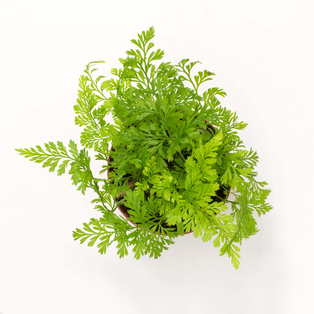 Rabbit Foot Fern - Cheeky Garden