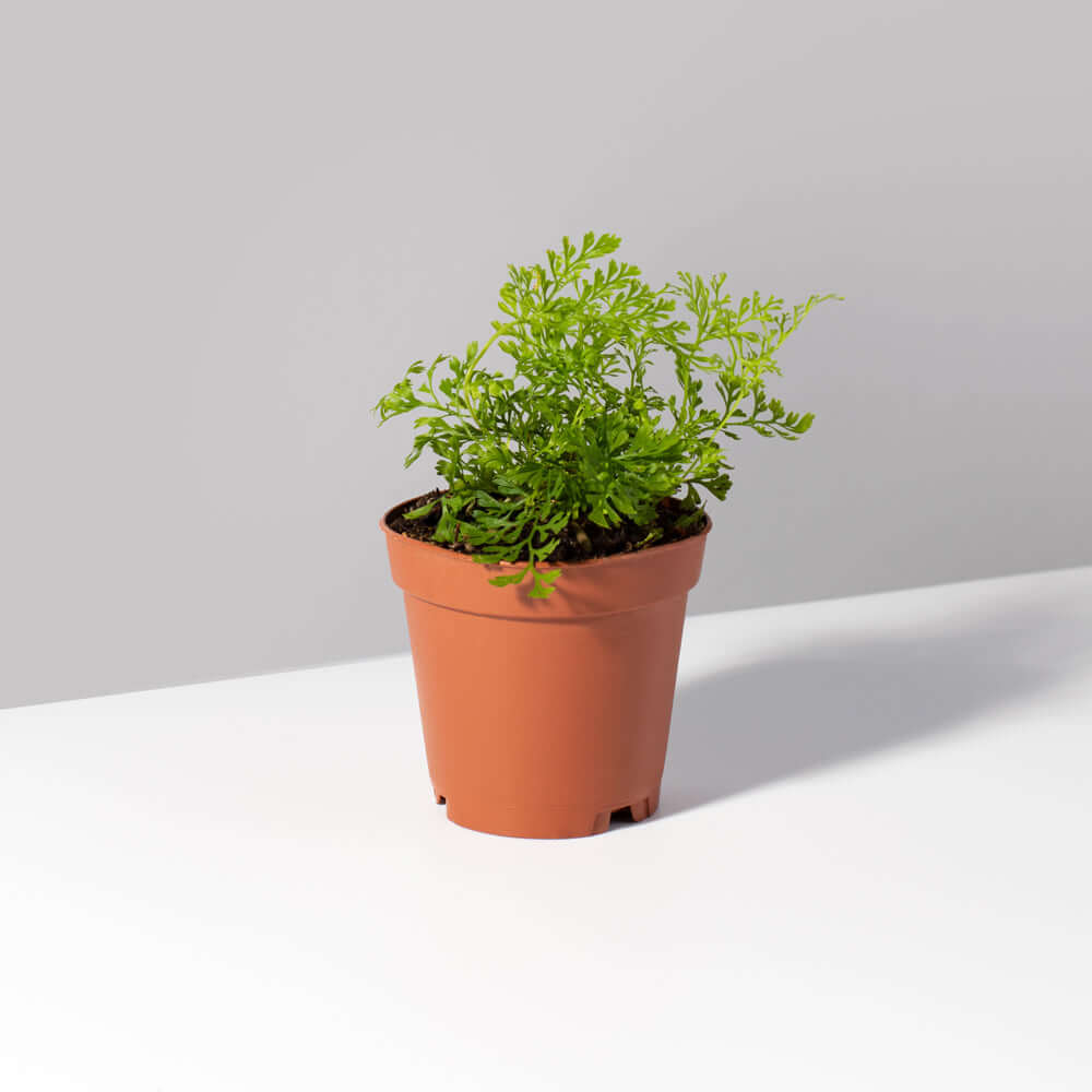Rabbit Foot Fern - Cheeky Garden