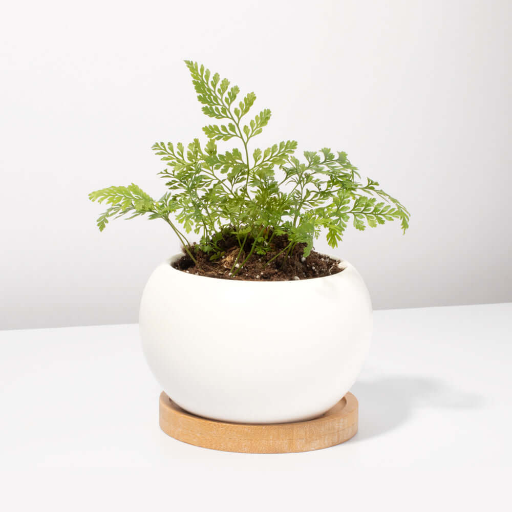 Rabbit Foot Fern - Cheeky Garden