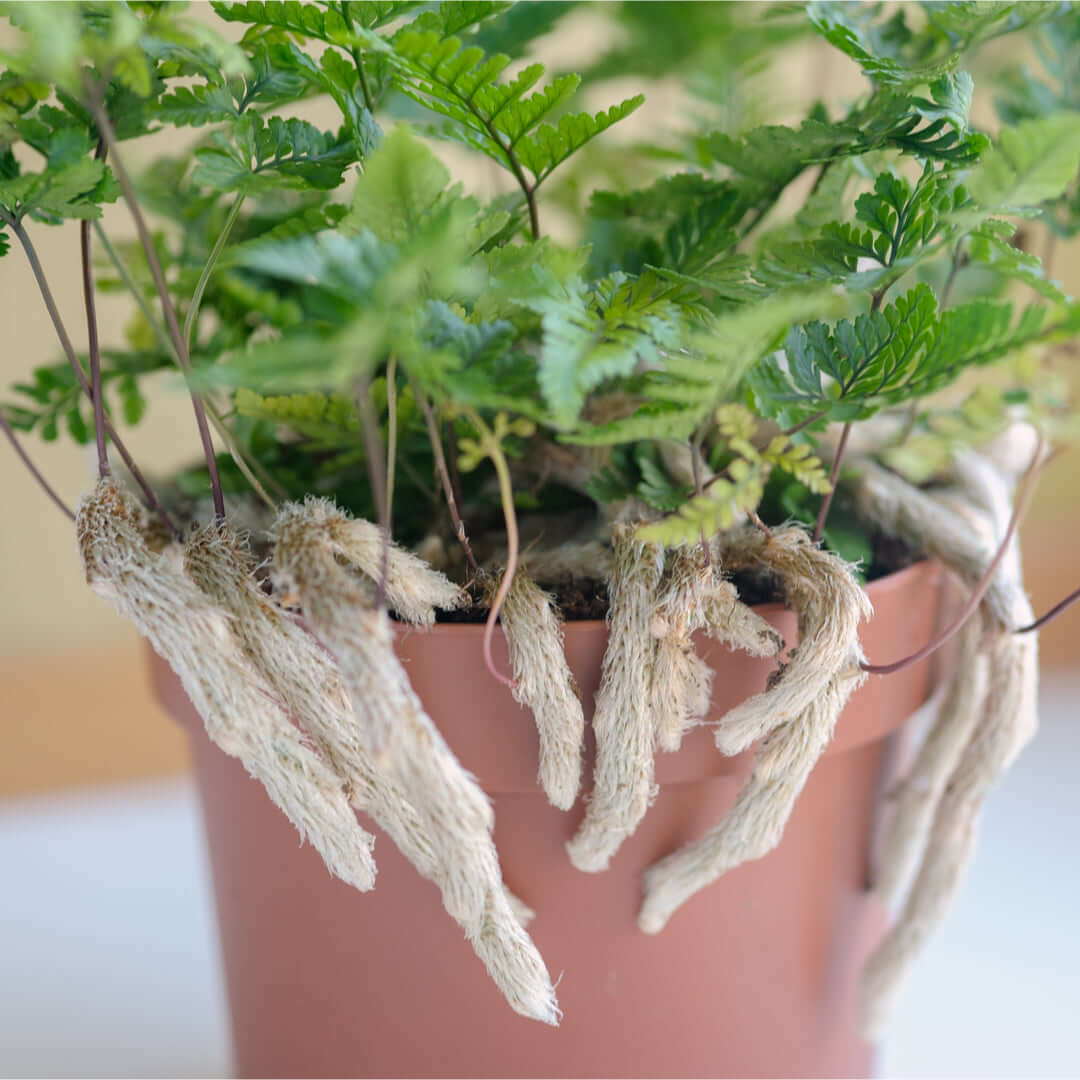Rabbit Foot Fern - Cheeky Garden