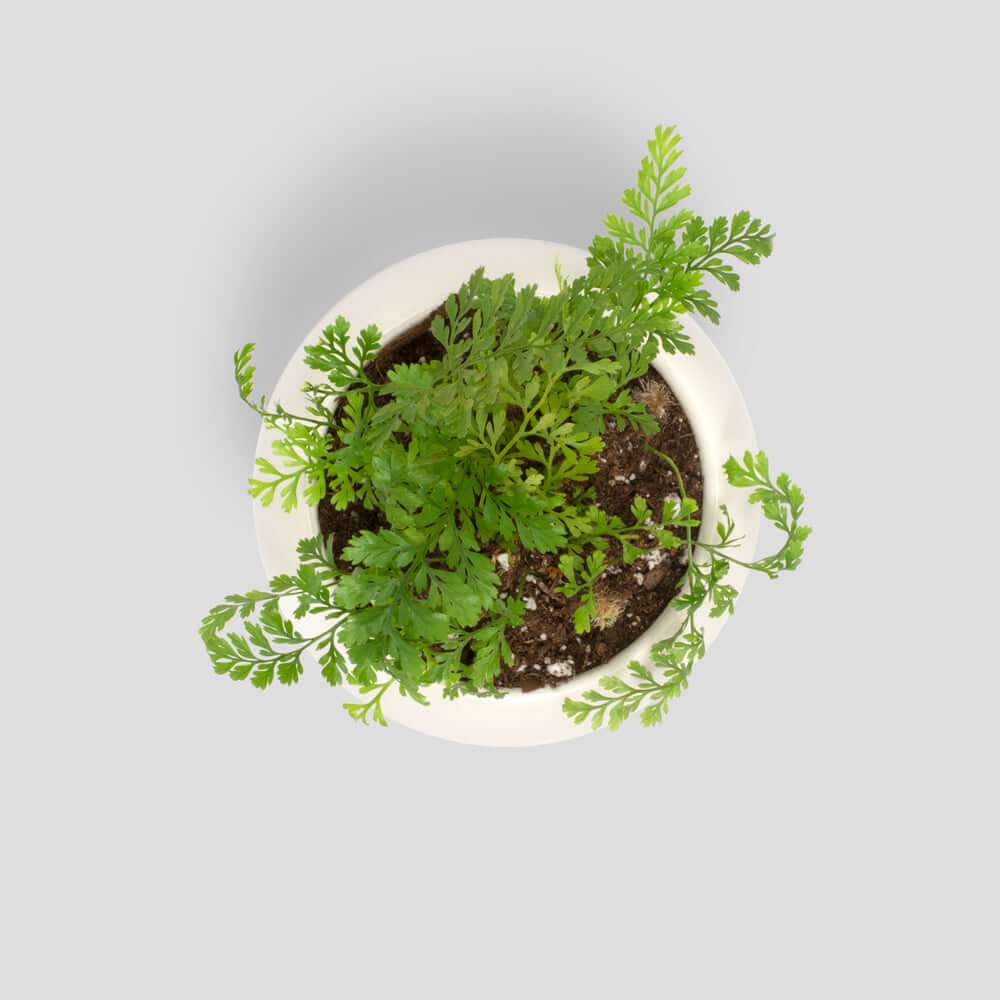 Rabbit Foot Fern - Cheeky Garden