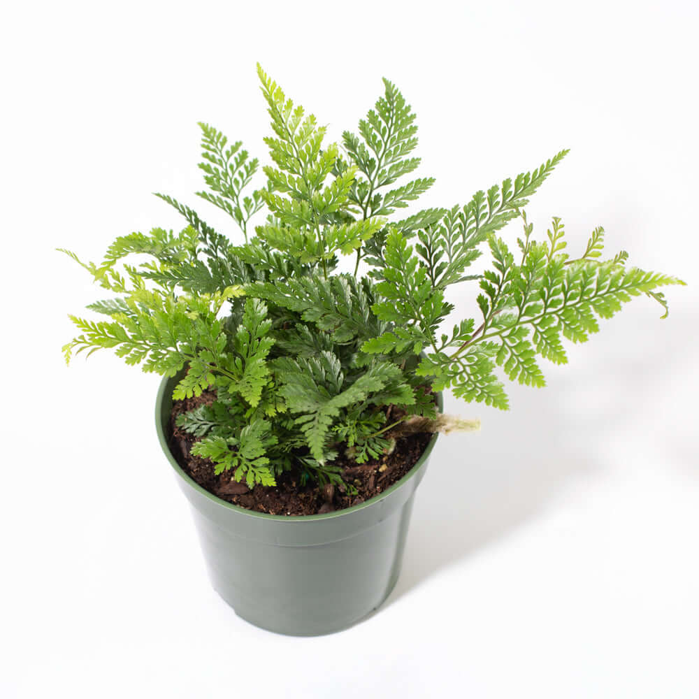 Rabbit Foot Fern - Cheeky Garden