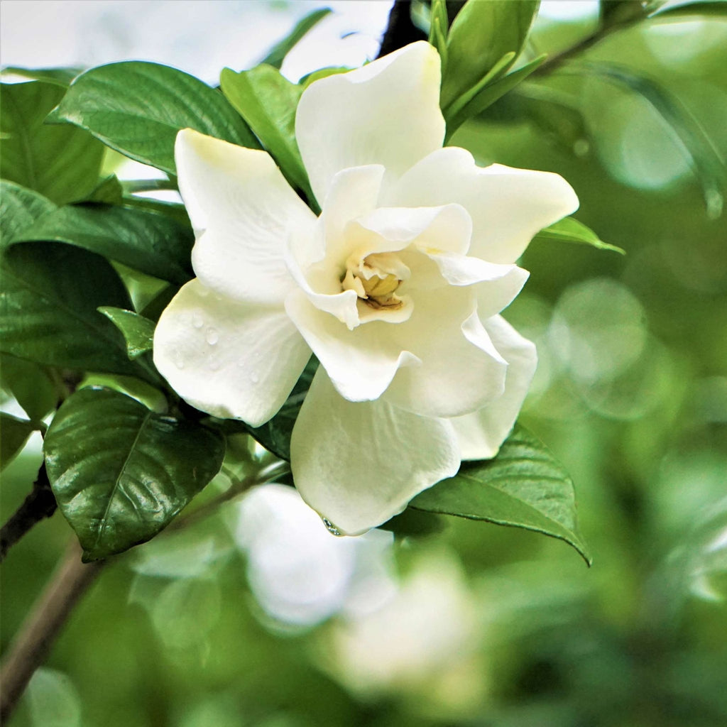 Radicans Gardenia - Cheeky Garden