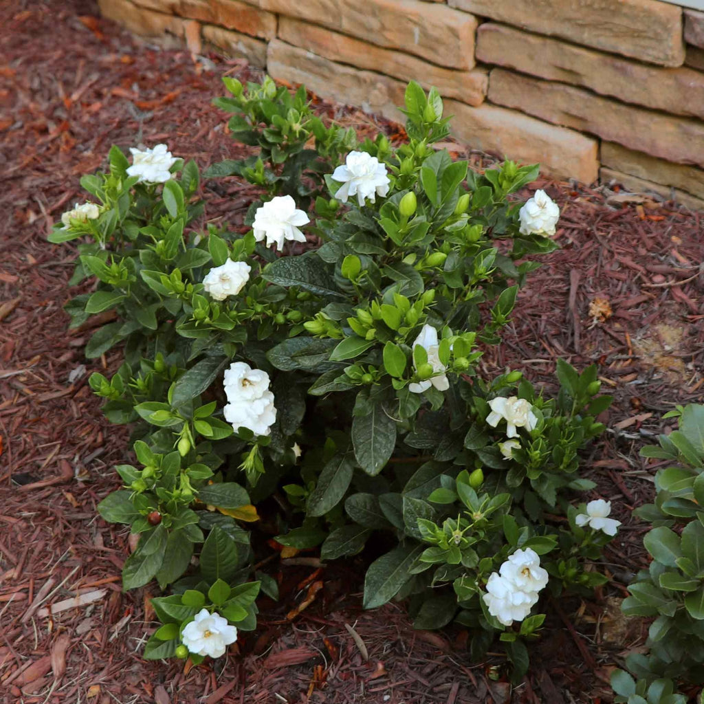 Radicans Gardenia - Cheeky Garden