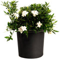 Radicans Gardenia - Cheeky Garden