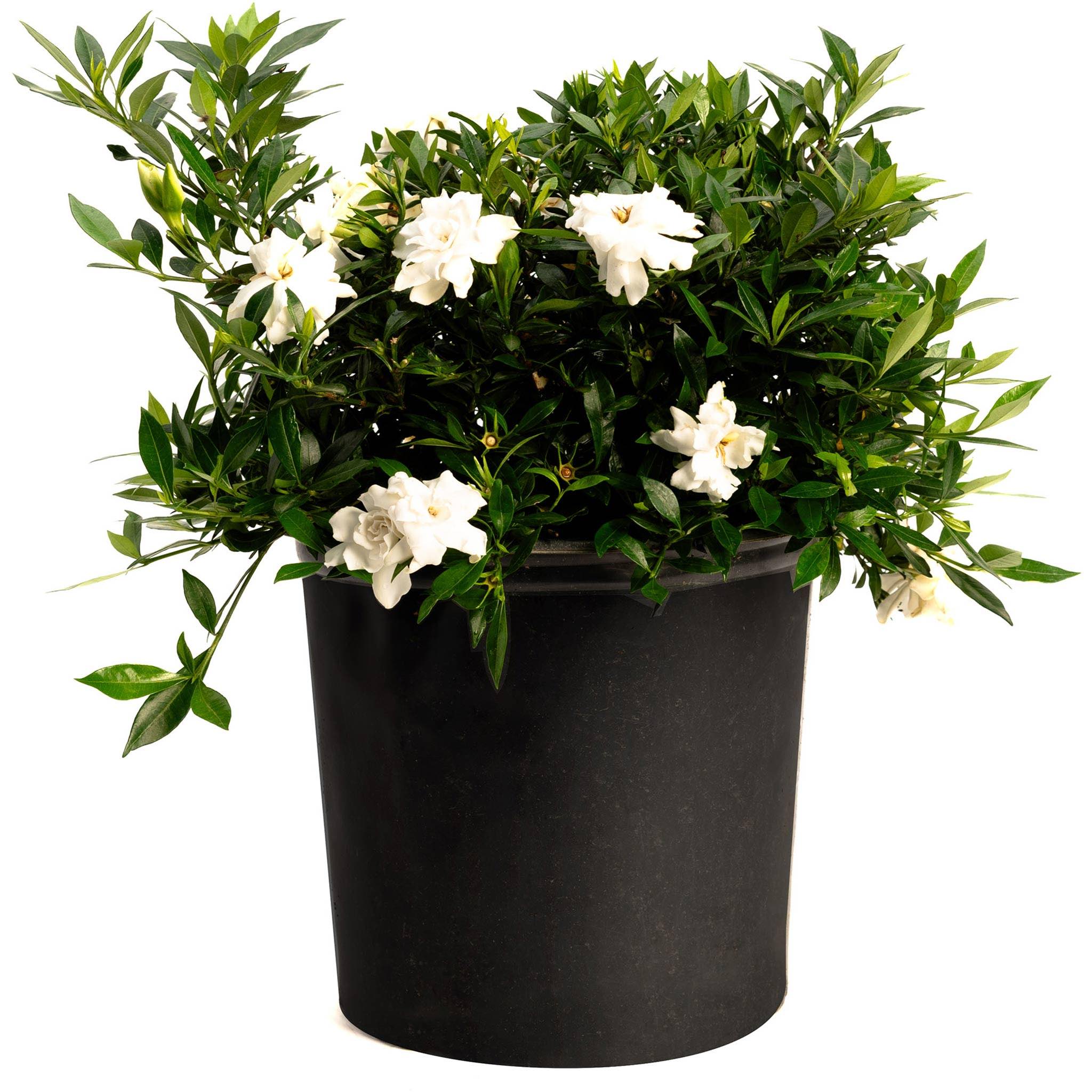 Radicans Gardenia - Cheeky Garden